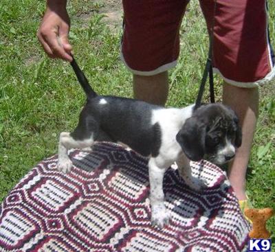Boston Terrier Puppies for Sale